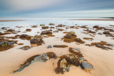 Illustration ebbs - Image 1