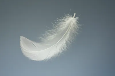 Illustration whiter - Image 1