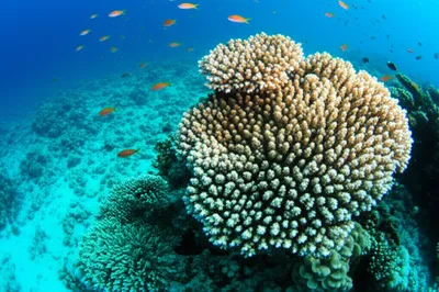 Illustration accretions