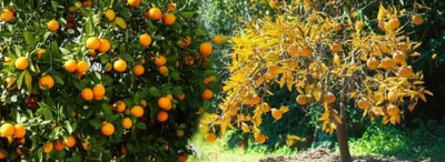 Illustration stubborn - Image 1