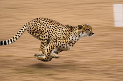 Illustration sped - Image 1