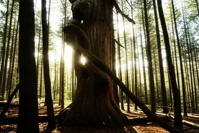 Illustration outlived - Image 1