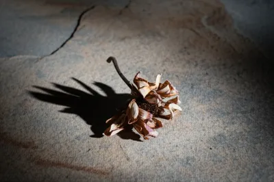 Illustration kilt - Image 1