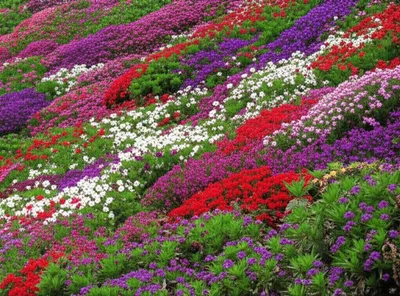 Illustration heather - Image 1