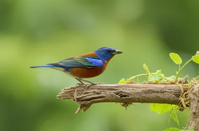 Illustration perch - Image 1