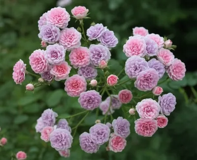 Illustration pompons - Image 1