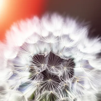 Illustration powdery