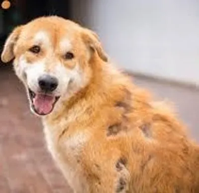 Illustration mangy - Image 2