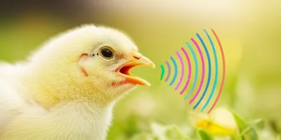 Illustration chirps - Image 1