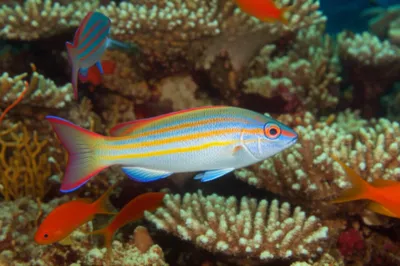 Illustration fusilier - Image 1