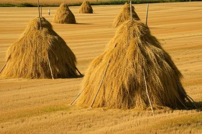 Illustration pikes - Image 1