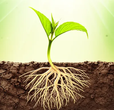 Illustration subsist - Image 1