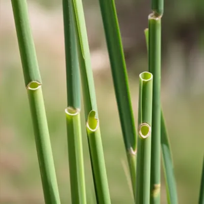 Illustration reeds - Image 1