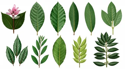 Illustration laurel - Image 1