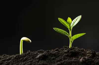 Illustration growth - Image 1