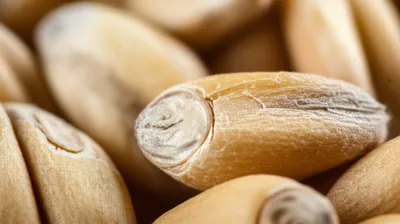 Illustration pearling - Image 1