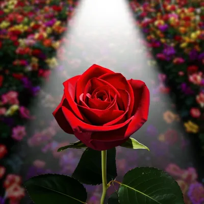 Ilustración visual de la palabra "specifically" - Específicamente, expresamente