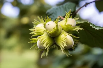 Illustration cob - Image 1