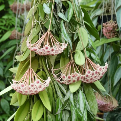 Illustration hoya - Image 1