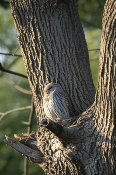 Illustration keenness - Image 1