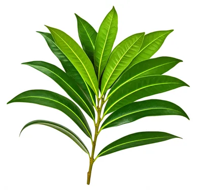 Illustration mate - Image 1