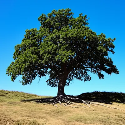 Hình ảnh minh họa vested - Ảnh 1