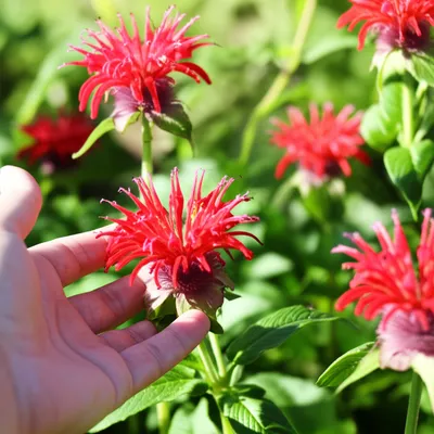 Illustration balm - Image 1