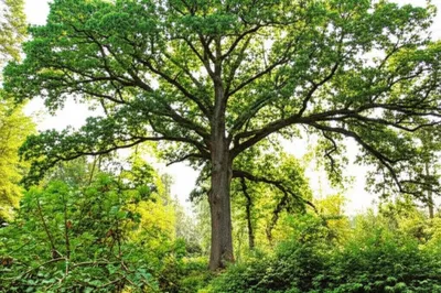 Illustration trees - Image 1