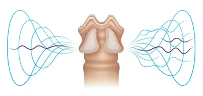Illustration arytenoid