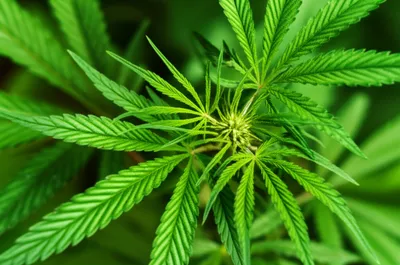 Illustration lf - Image 1