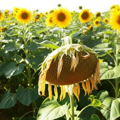 Illustration drooping - Image 1