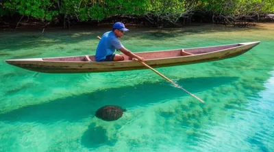 Illustration turtle - Image 1