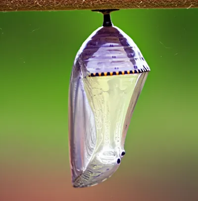 Illustration morphing - Image 1