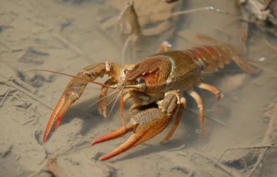 Illustration mudbug - Image 1