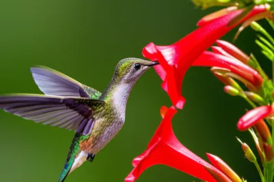 Illustration snapping - Image 1