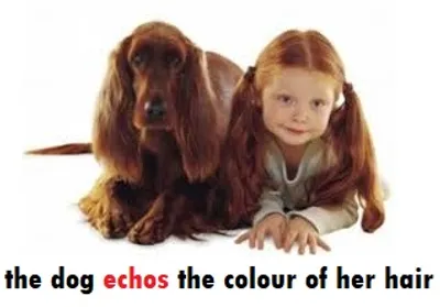 Illustration echo - Image 3