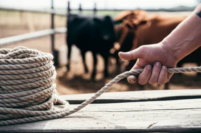 Illustration sells - Image 1