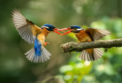 Illustration clappers - Image 1