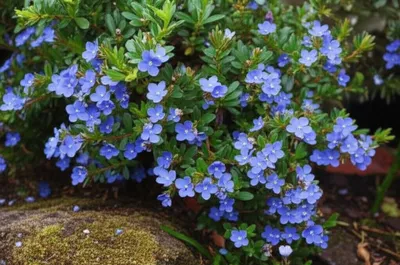 Illustration vincas - Image 1