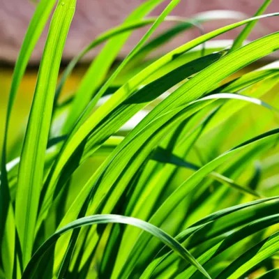 Illustration submit - Image 1