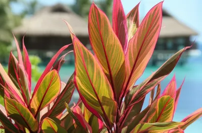 Hình ảnh minh họa ki