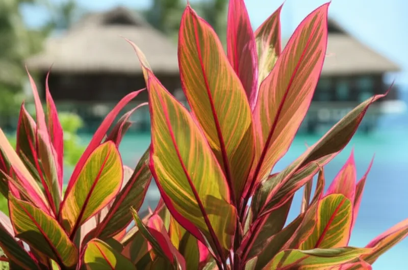 Hình ảnh minh họa cho từ "ki" - Chuối Ti, Ti.
