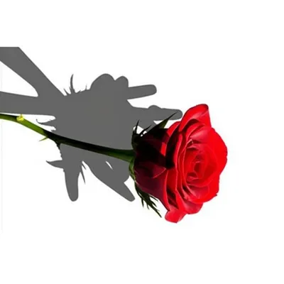 Illustration erased - Image 1