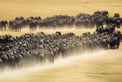 Illustration parades - Image 1