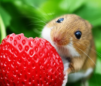 Illustration nibble - Image 1