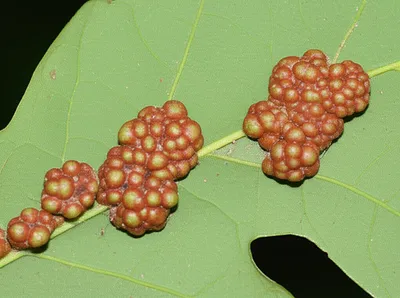 Illustration gall - Image 1