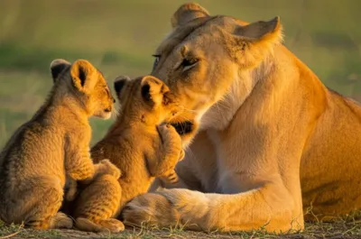 Illustration mammary