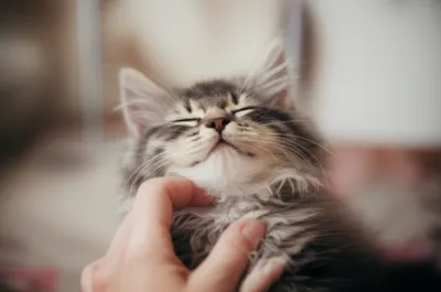 Illustration chuckle - Image 1