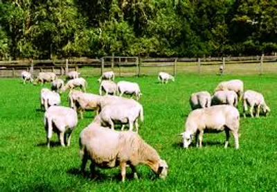 Illustration meadow - Image 2