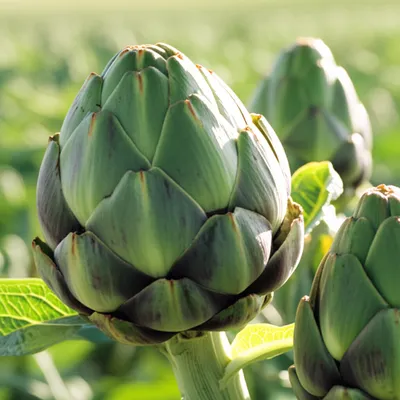 Illustration artichokes